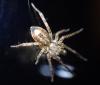 Anyphaena accentuata